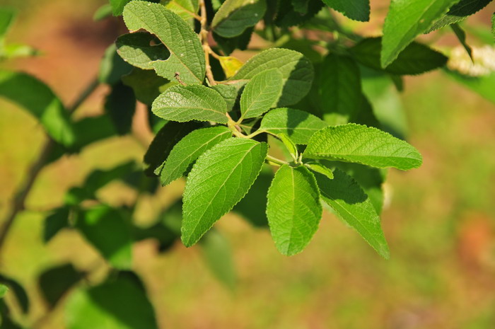 箱根草