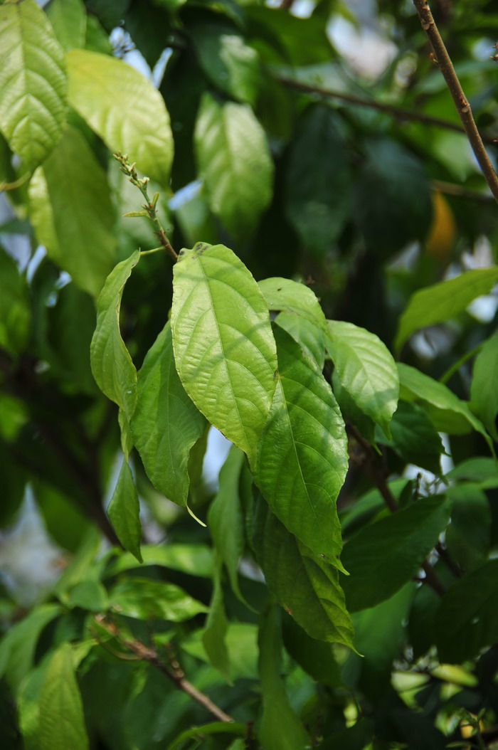 根茎叶属于什么器官