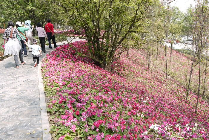 花椒树