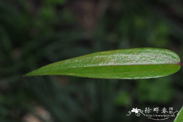 苹果的资料