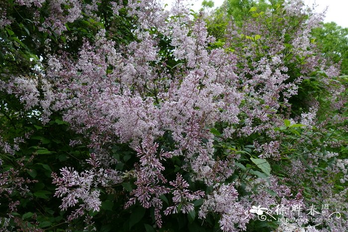 水仙花花语