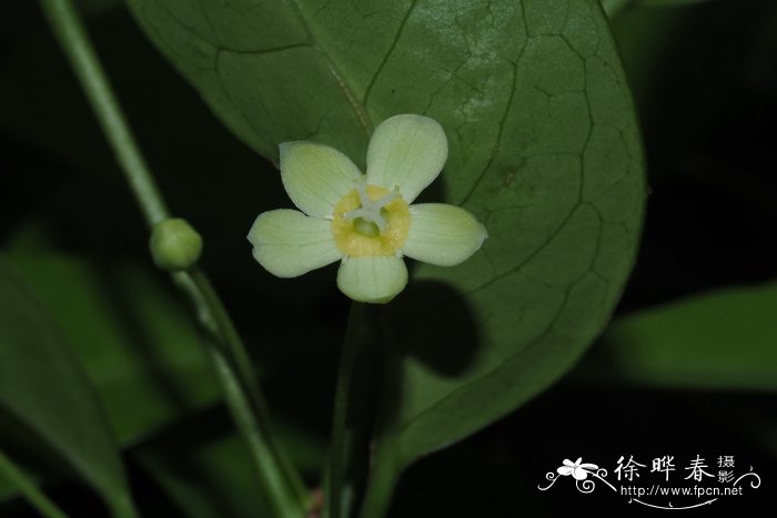 菊花开放时间