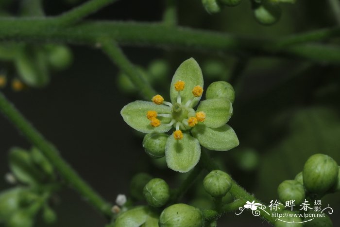 蔬菜花束图片大全