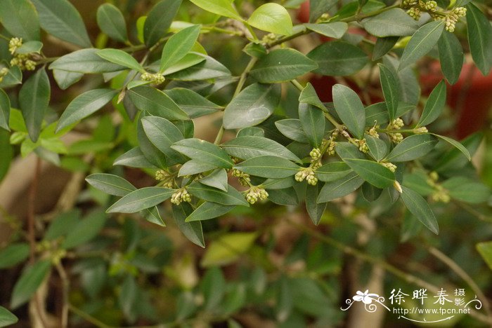 香椿芽怎么吃