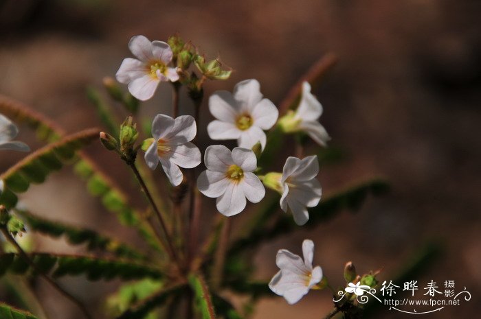 迎春花的花语是什么