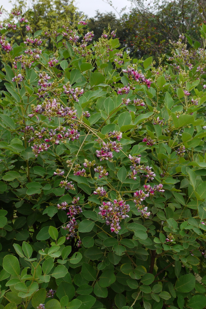 香槟色玫瑰花语