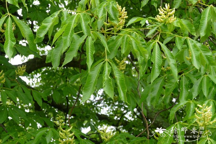 金银花种植技术