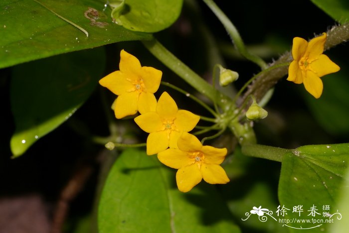 杜鹃花养殖