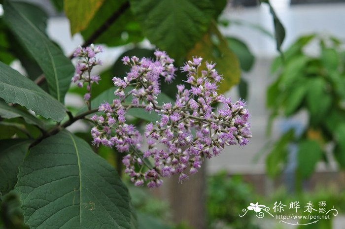 白兰花树