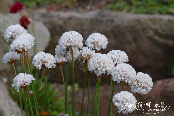 君子兰专用花盆