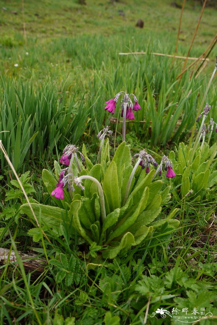 薰衣草花