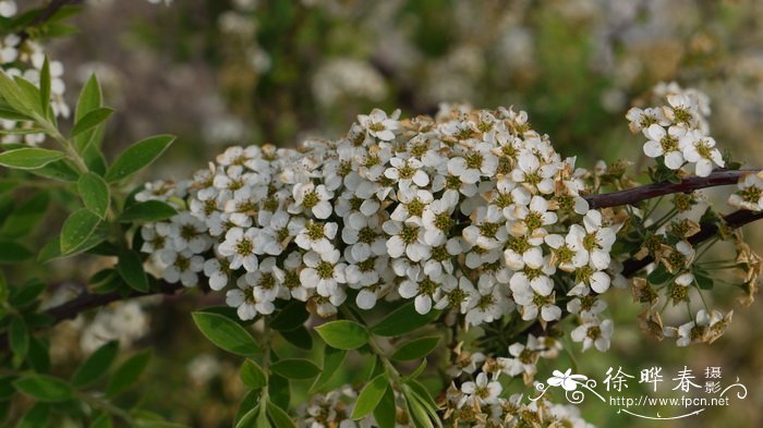 白晶菊