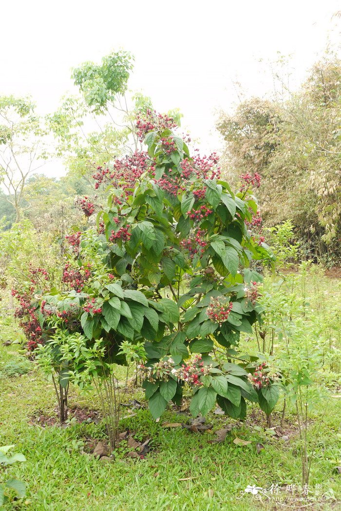 丁香花是什么颜色的