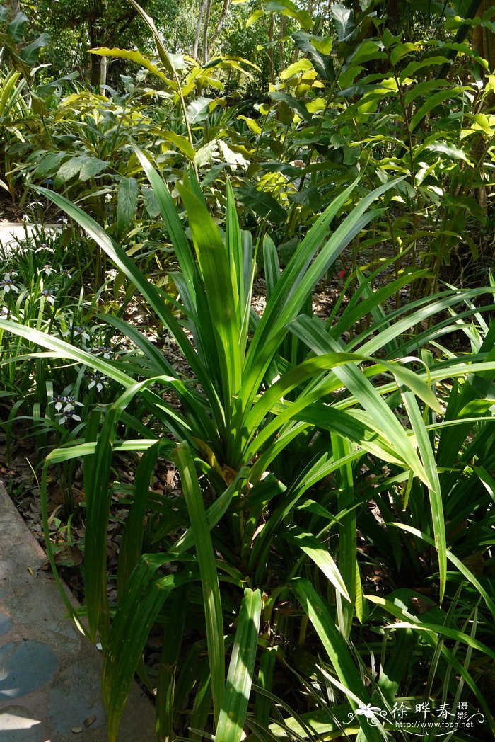 温室大棚蔬菜种植技术