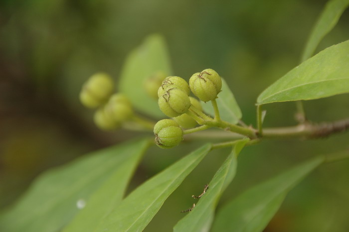 枣核