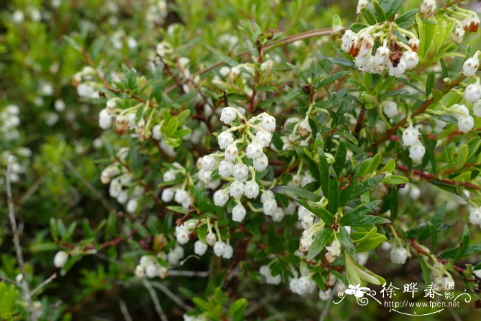 丁香花图片