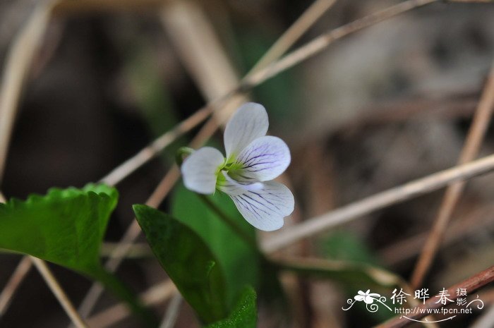 野生荠菜图片