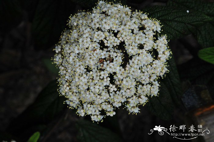 无花果开花时的照片