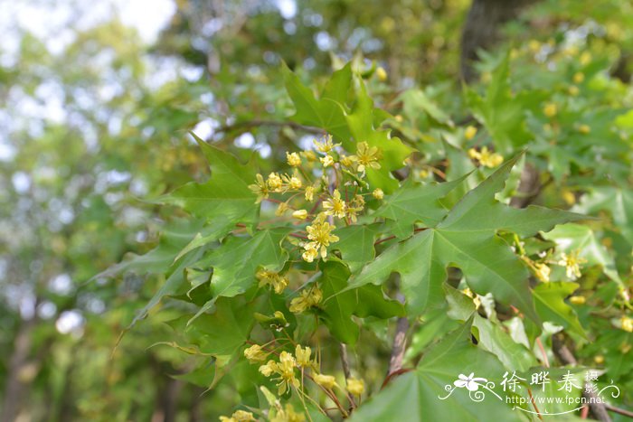 大叶栀子花