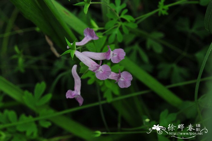 绿色植物的作用