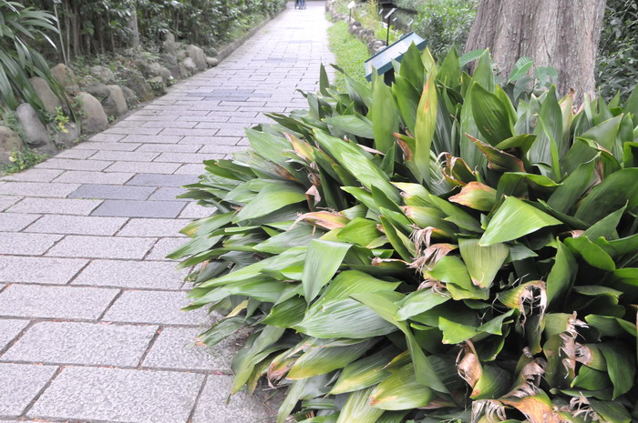 茶花用什么肥料好