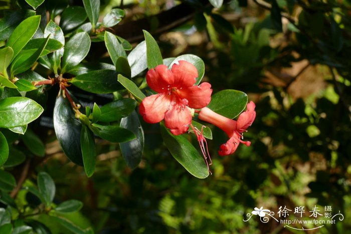 友谊的花