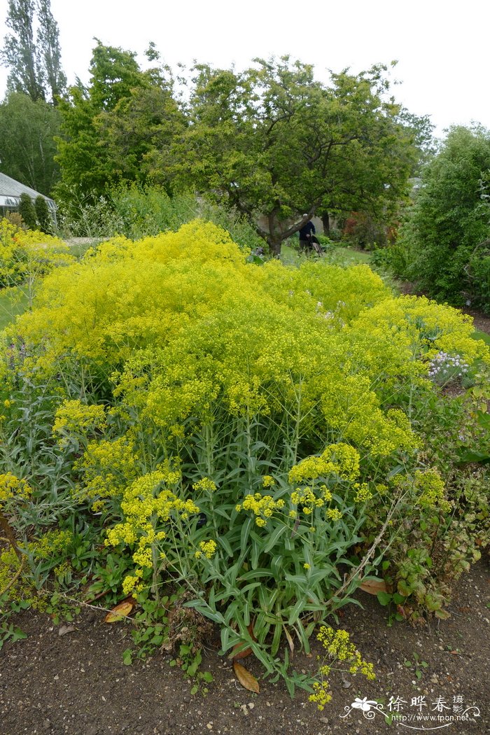 风铃花好养吗