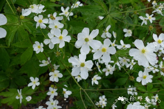 茉莉花的种植