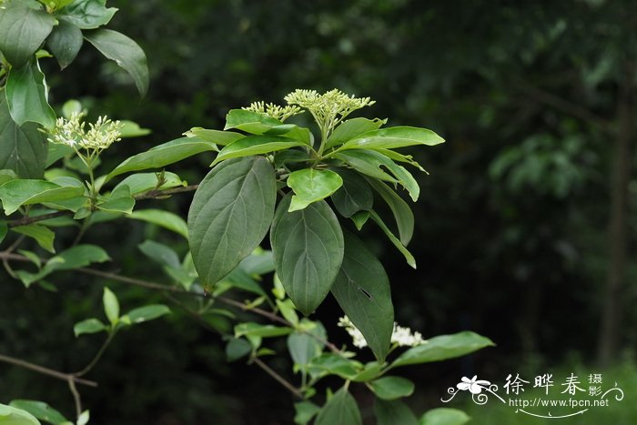 月季树小苗价格