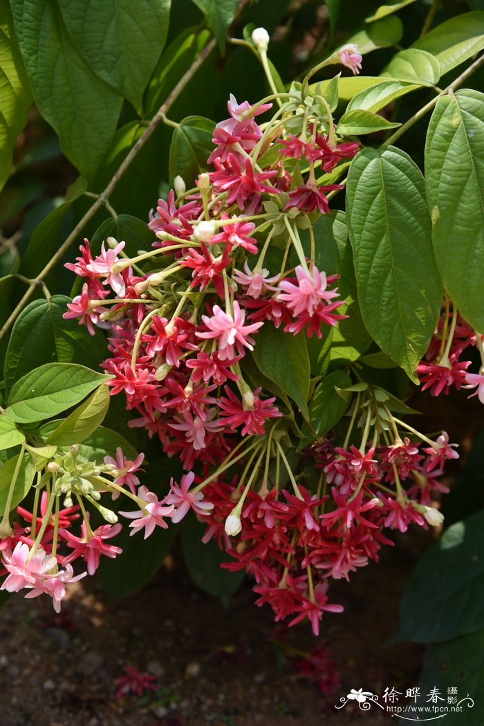 滴水观音开花