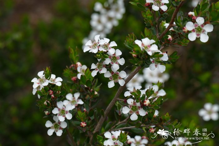 栀子花价格