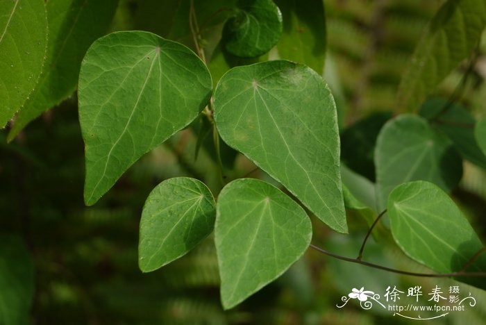 风信子开花后怎么处理