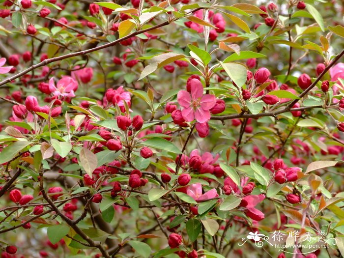 农村种植什么不愁销路