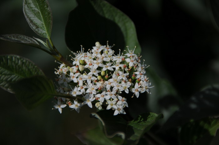 樱花特点