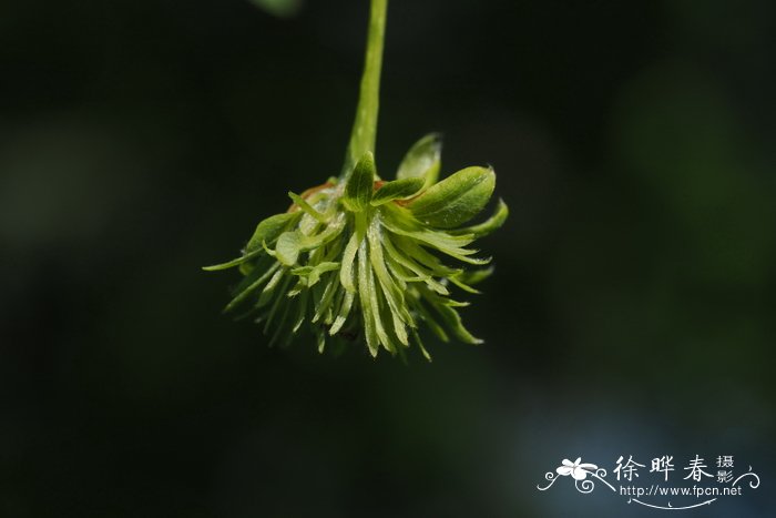 刺老芽