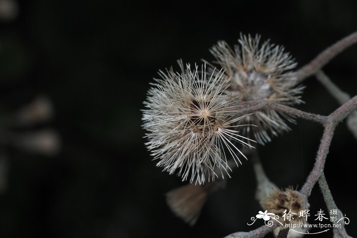 菊花的图片