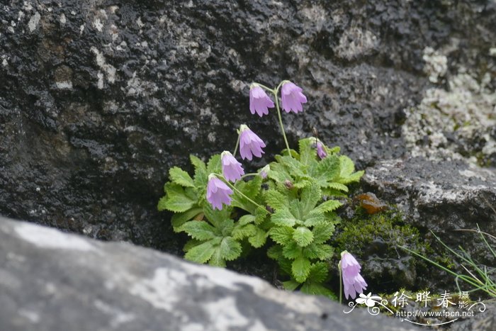 中山花木网