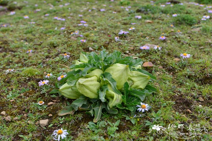 1000种花名和图片大全