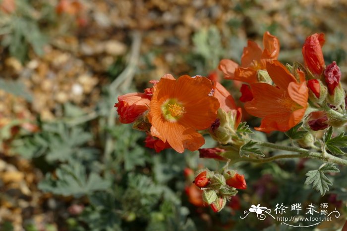 鲜花玫瑰花