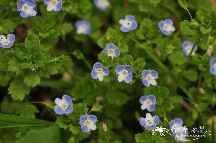 朱缨花