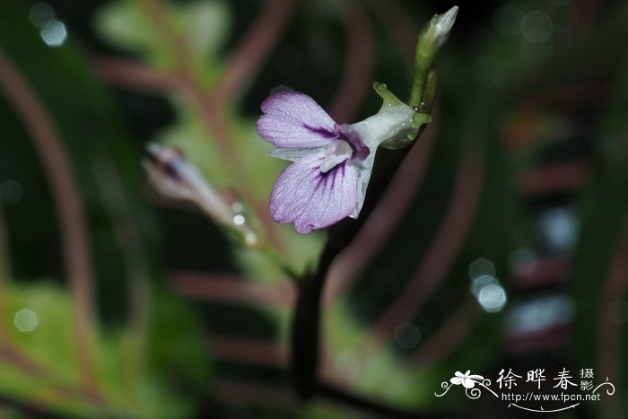 花语是暗恋的花