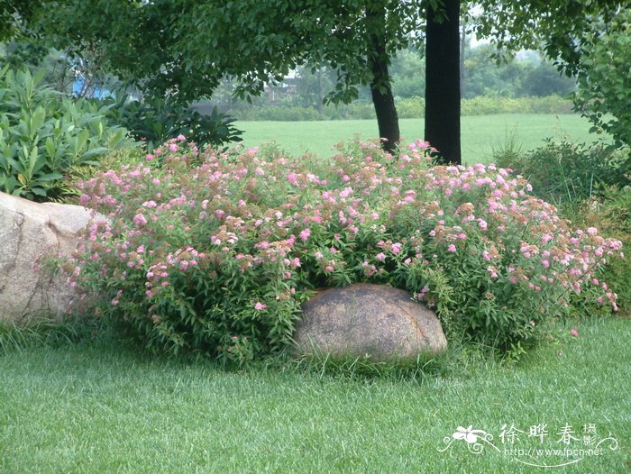 春天水果