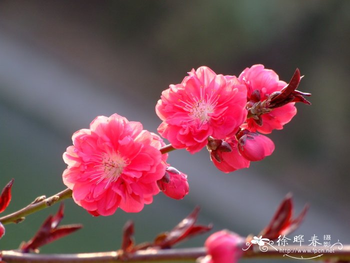 冰山雪莲花