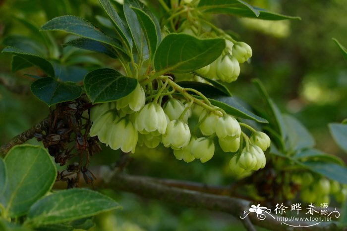 苹果手表图片