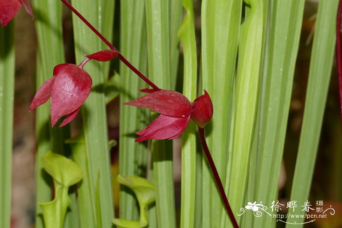 白百合花语是什么