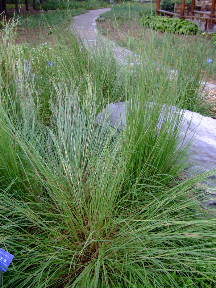 两面针植物