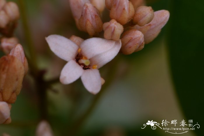 茶花用什么肥料好