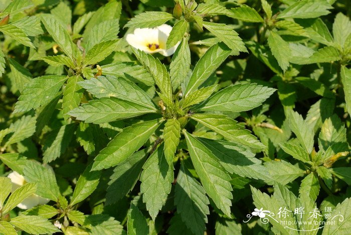 油菜花图片