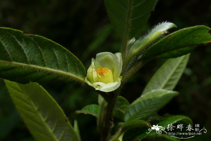 茉莉花的种植