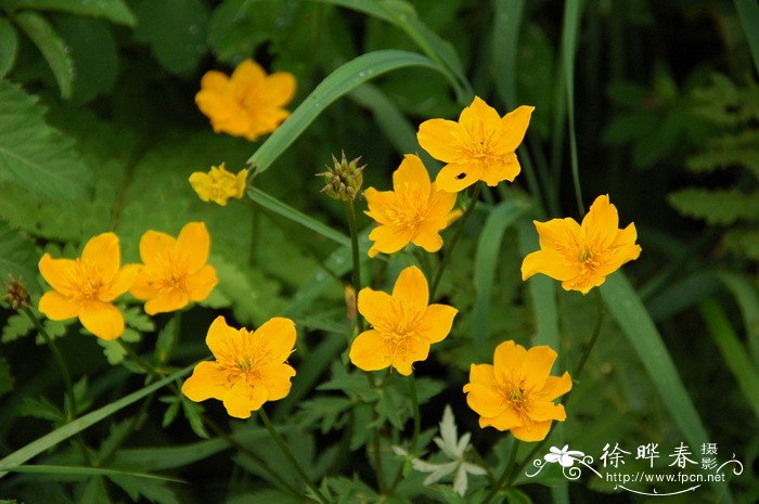 苹果成熟季节